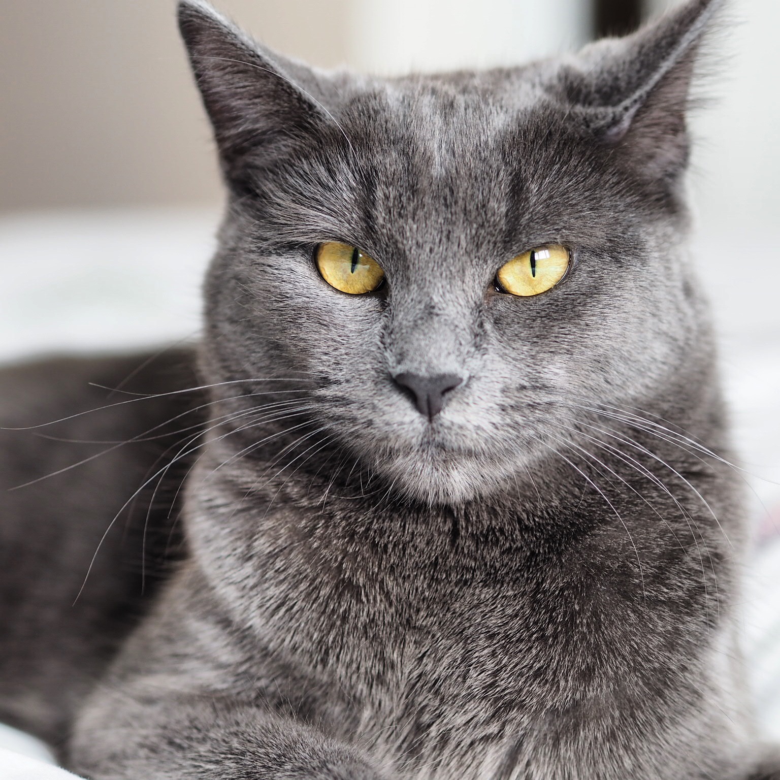 Which pet insurance policy to go for
